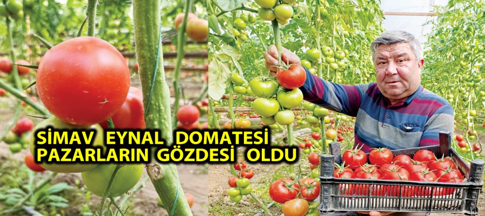 SİMAV   EYNAL   DOMATESİ    PAZARLARIN  GÖZDESİ   OLDU