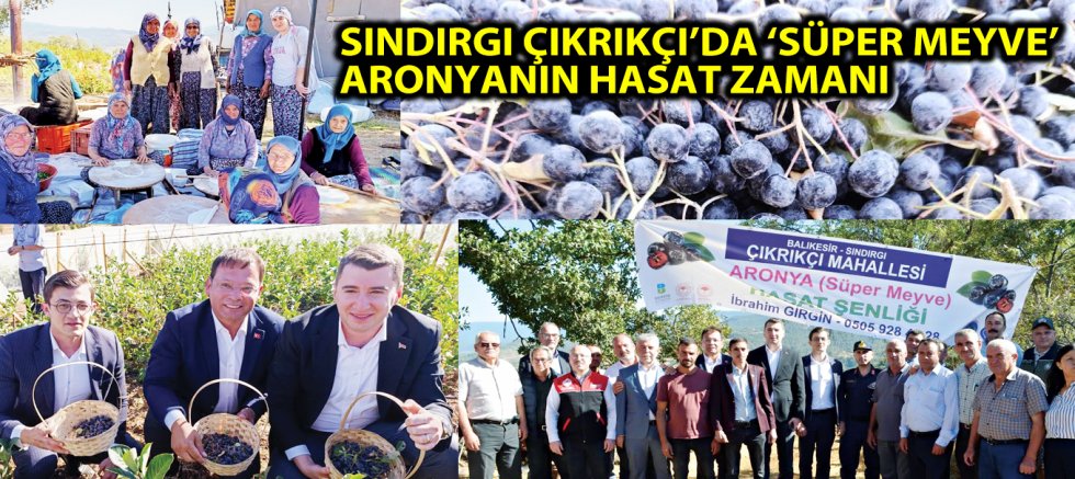 SINDIRGI ÇIKRIKÇI’DA ‘SÜPER MEYVE’ ARONYANIN HASAT ZAMANI