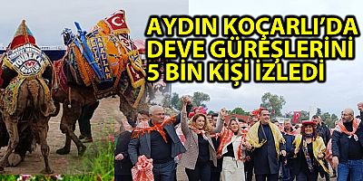 AYDIN KOÇARLI’DA DEVE GÜREŞLERİNİ 5 BİN KİŞİ İZLEDİ