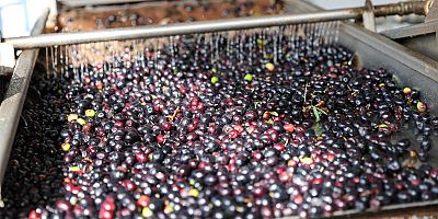 Buca Belediyesi zeytin hasadına başladı