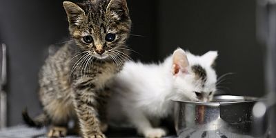 Buca’da 3 bin 54 sokak kedisi kısırlaştırıldı