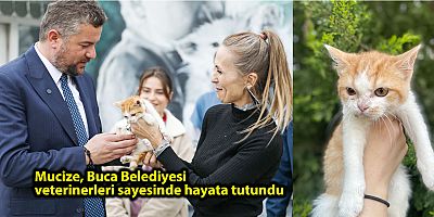 Buca’nın Mucize kedisi