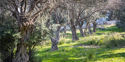 Buca Onat Tüneli’nin güzergâhındaki ağaçlar koruma altında
