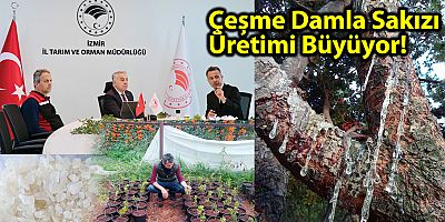 Çeşme Damla Sakızı Üretimi Büyüyor!