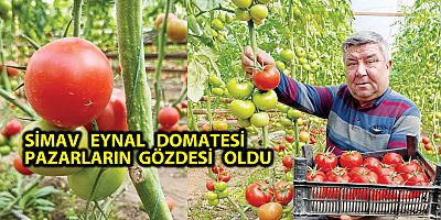 SİMAV   EYNAL   DOMATESİ    PAZARLARIN  GÖZDESİ   OLDU