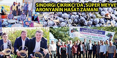 SINDIRGI ÇIKRIKÇI’DA ‘SÜPER MEYVE’ ARONYANIN HASAT ZAMANI